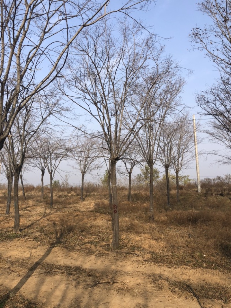 15公分朴树，15公分朴树，15公分朴树