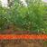大型黑籽石榴树树苗嫁接石榴苗盆栽地栽南北方种植当年结果苗