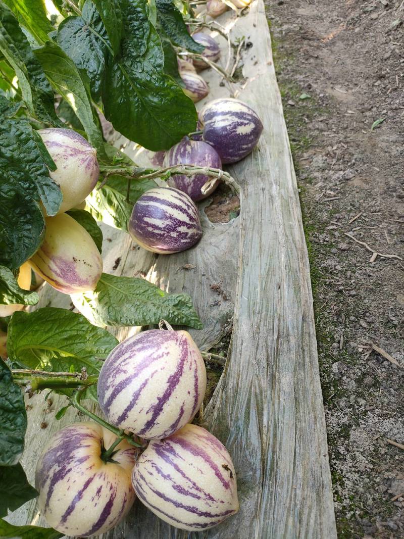 甘肃民勤人参果，菜果，3-6两大果，花纹果，大棚人参果