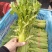 本地筒蒿菜大量上市。欢迎新老客户前来采购，可实地考察。
