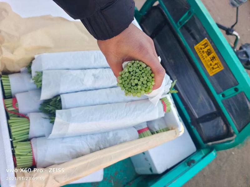 本地筒蒿菜大量上市。欢迎新老客户前来采购，可实地考察。