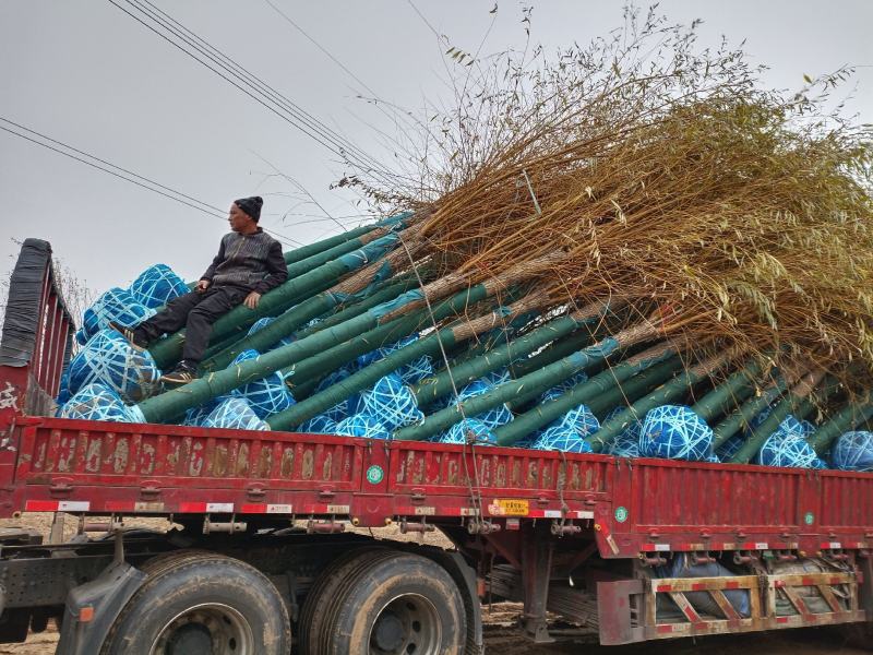 大量低价出售，10-20公分，金丝柳，金丝垂柳