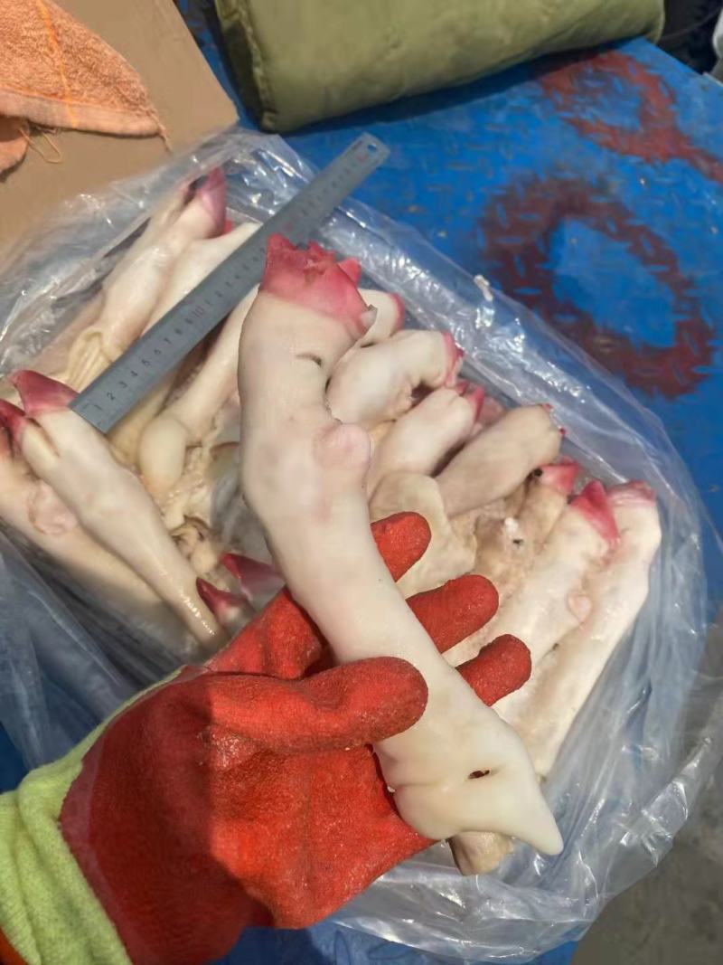 羊蹄，大中小号都有，观迎咨询！各种规格！！量大来谈