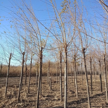 大量低价销售，8-15公分，榆树，白榆树，