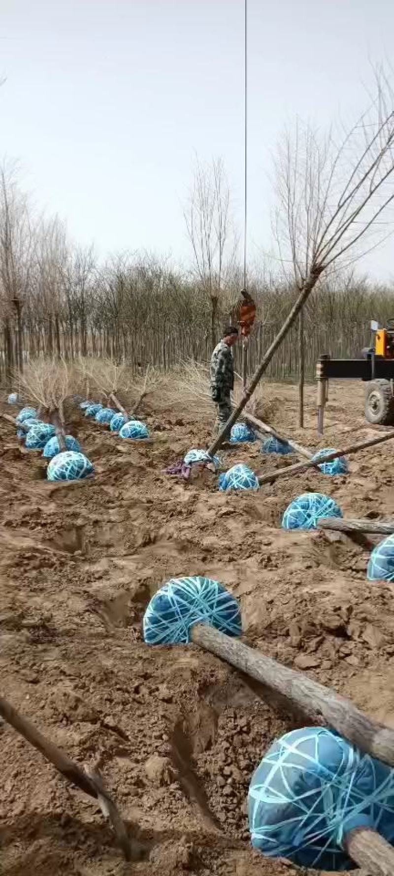 大量低价销售，8-15公分，榆树，白榆树，