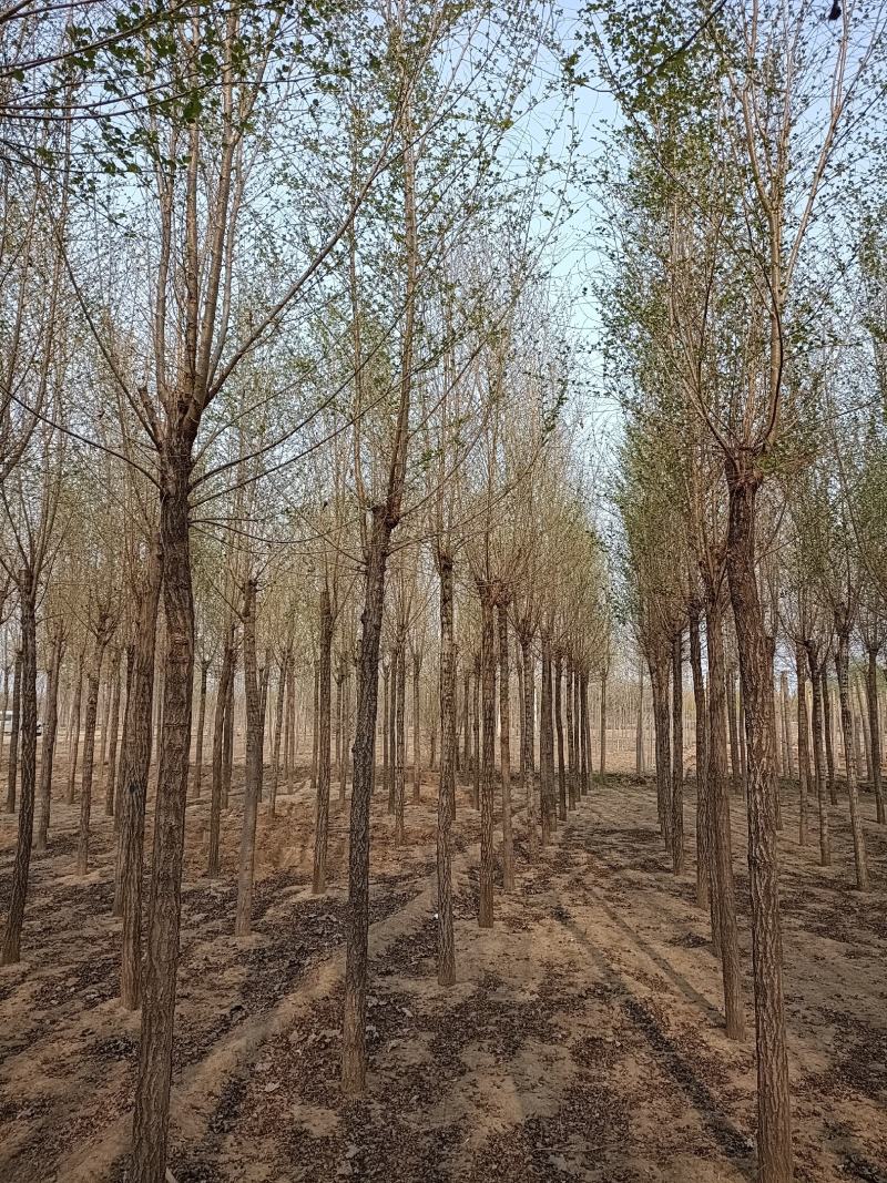 大量低价销售，8-15公分，榆树，白榆树，
