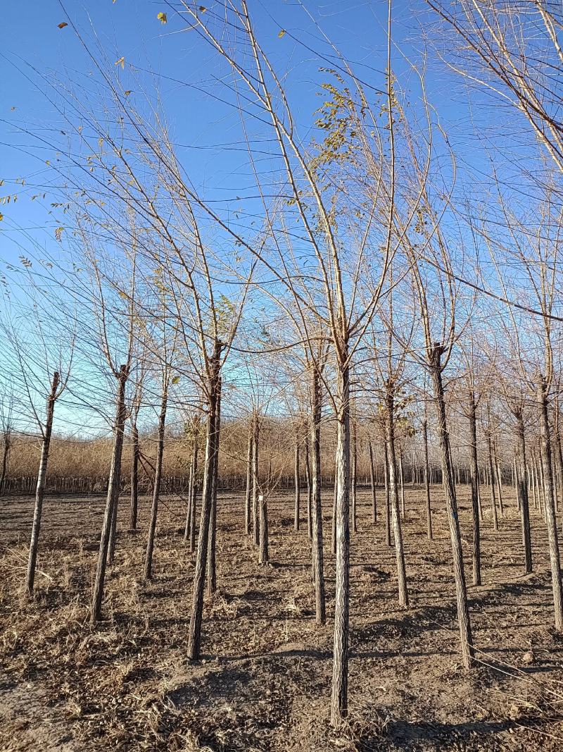 大量低价销售，8-15公分，榆树，白榆树，