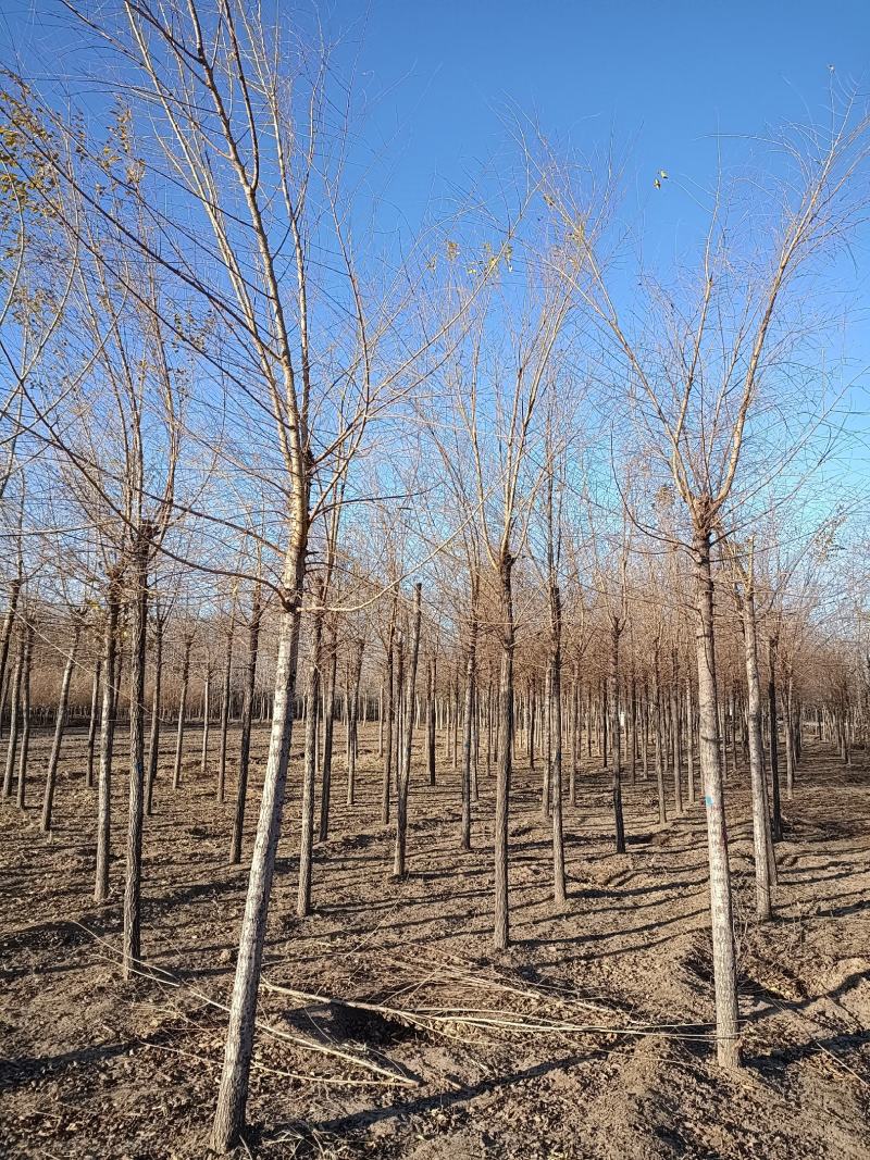 大量低价销售，8-15公分，榆树，白榆树，
