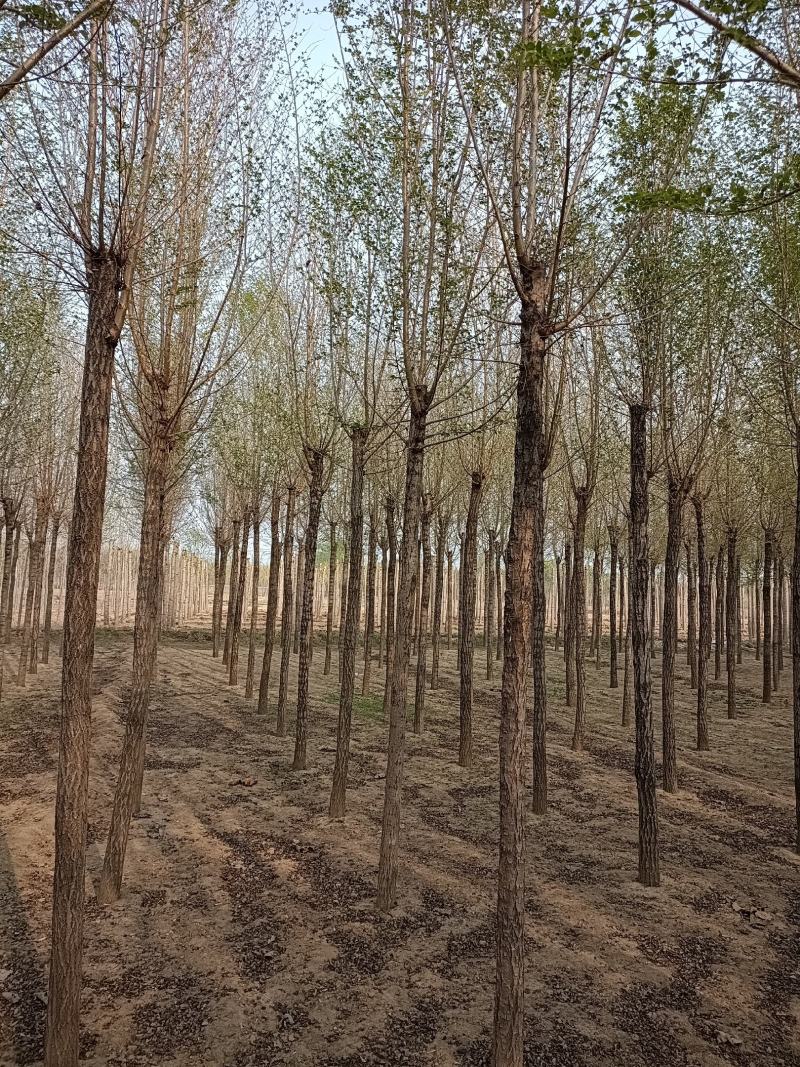 大量低价销售，8-15公分，榆树，白榆树，