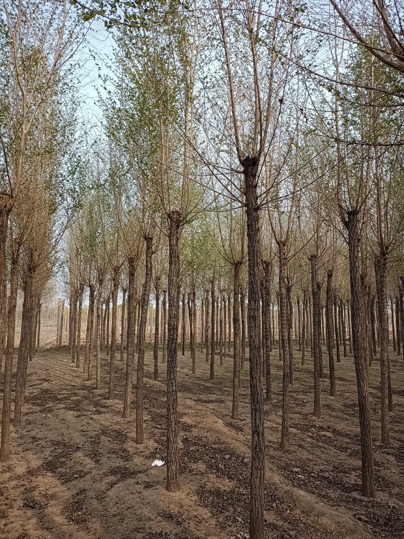 大量低价销售，8-15公分，榆树，白榆树，