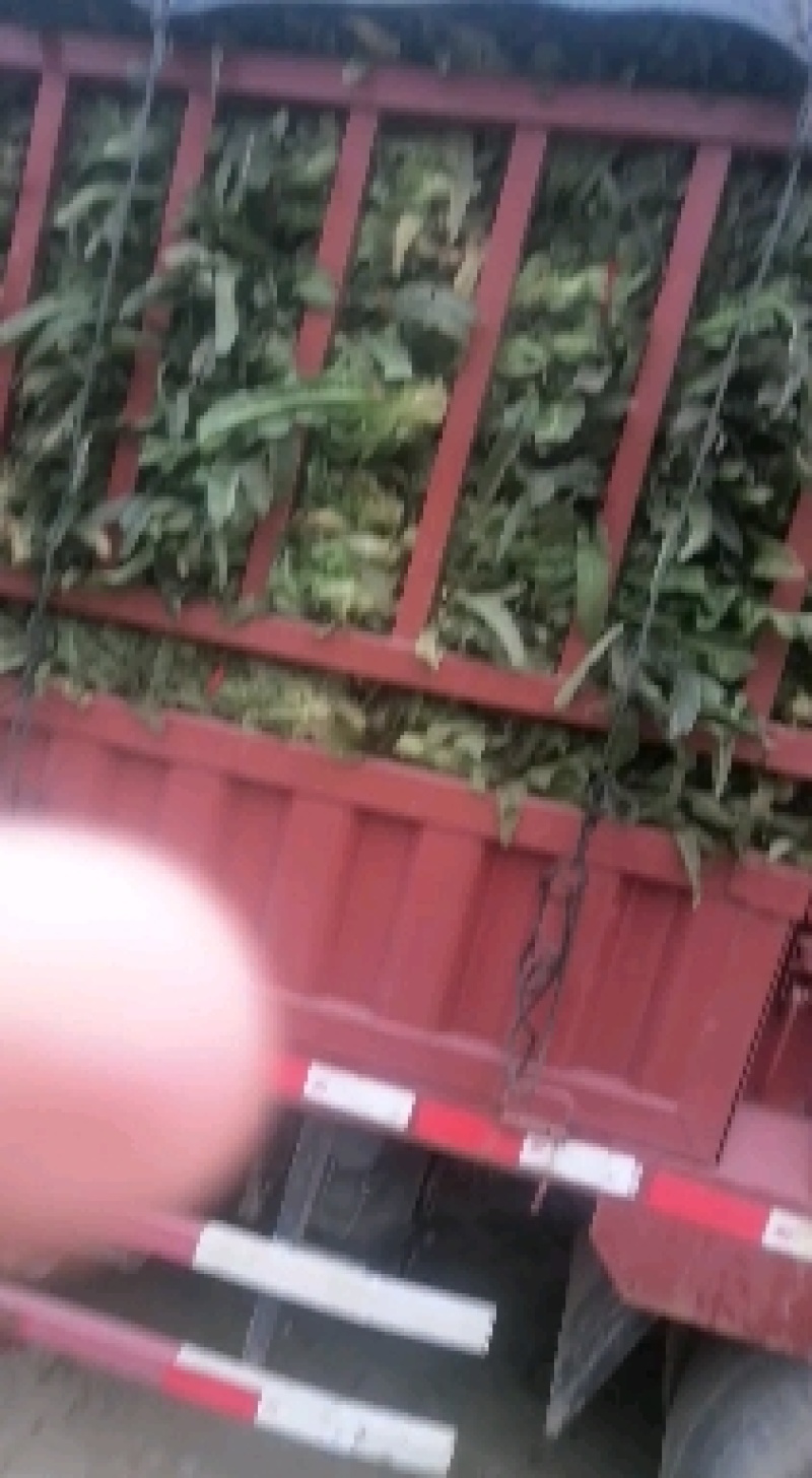 【推荐】南阳精品莴笋，红叶莴笋，产地直发，质量好欢迎