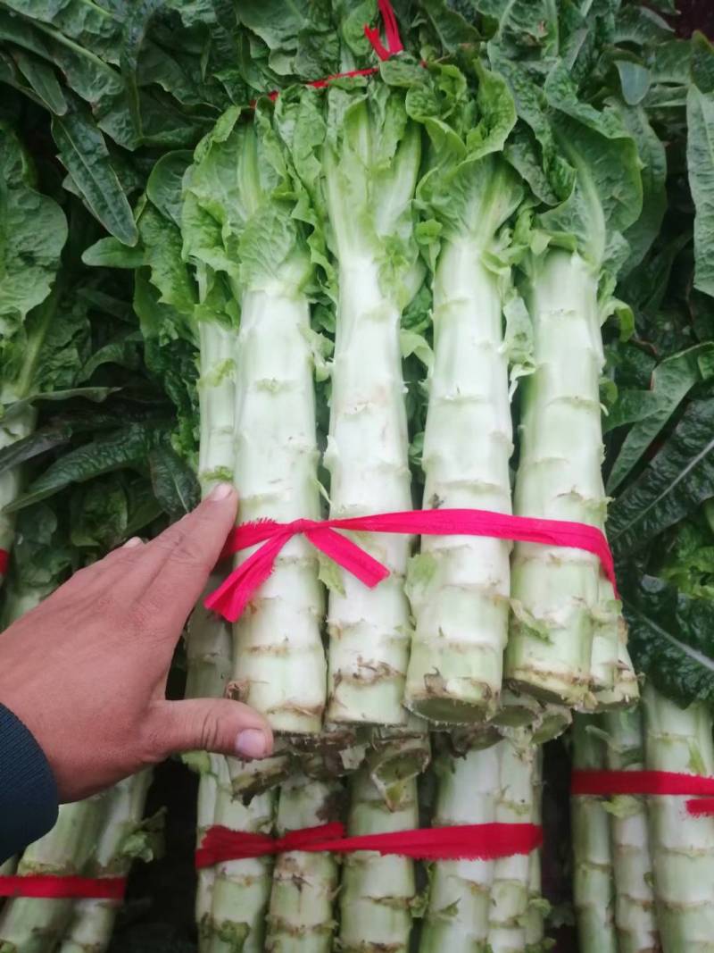 【推荐】南阳精品莴笋，红叶莴笋，产地直发，质量好欢迎