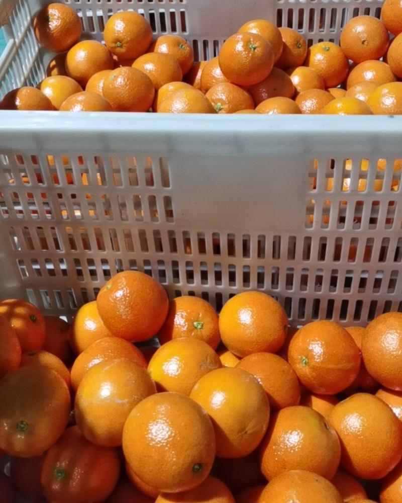 橙子秭归脐橙伦晚产地直销供货一件代发诚信经营