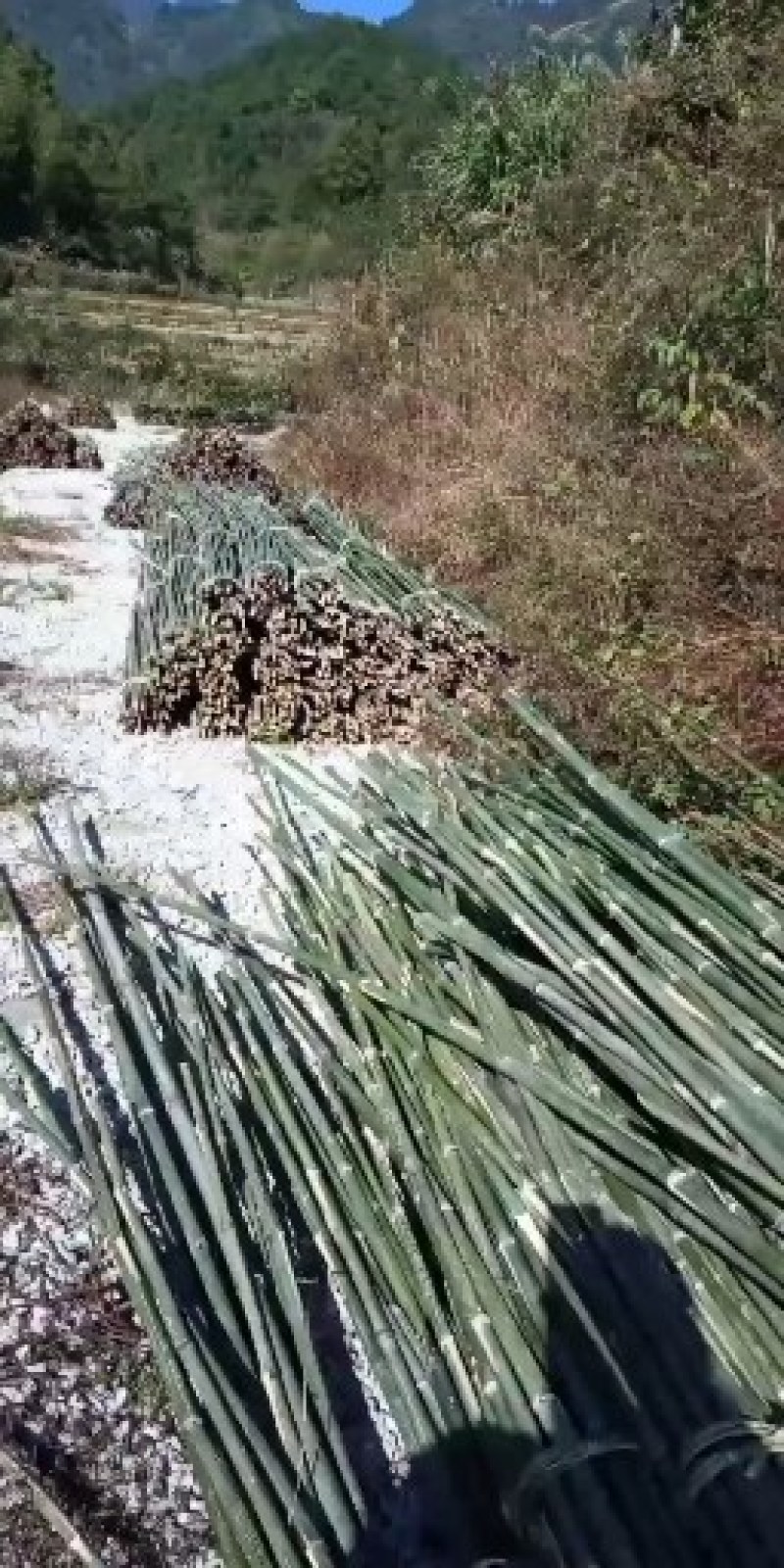 冬瓜竹竿、蔬菜搭架竹竿4米长竹竿竹竿厂家可定制