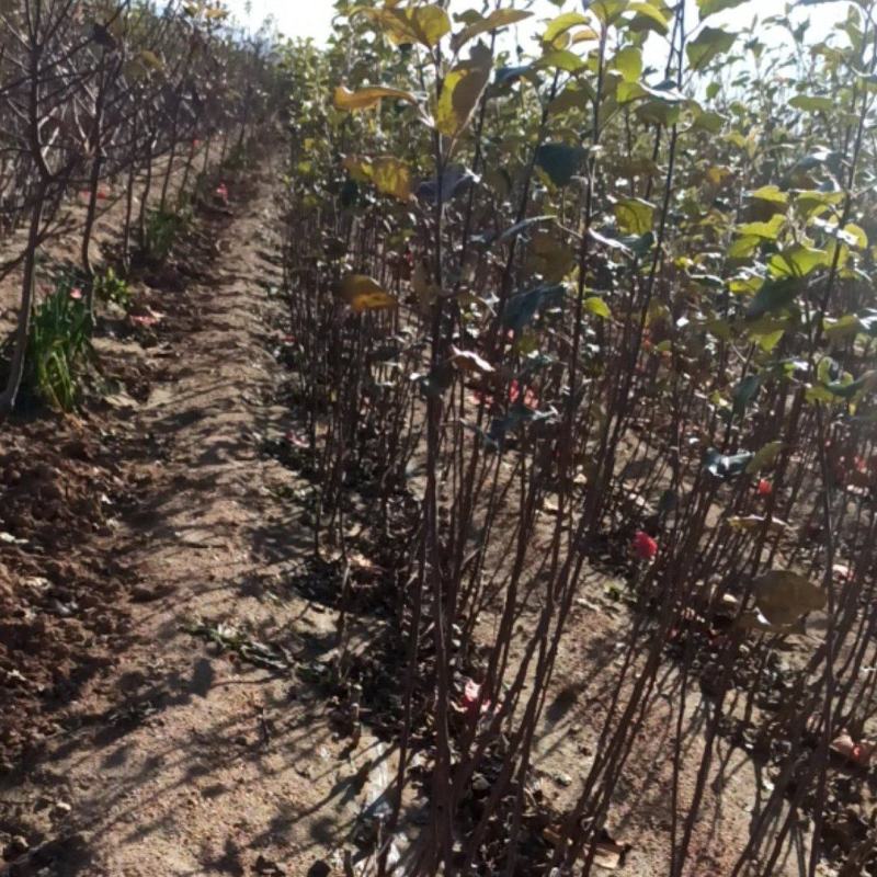 烟台栖霞精果果品苗木合作社，基地直供，保证纯度和品质。