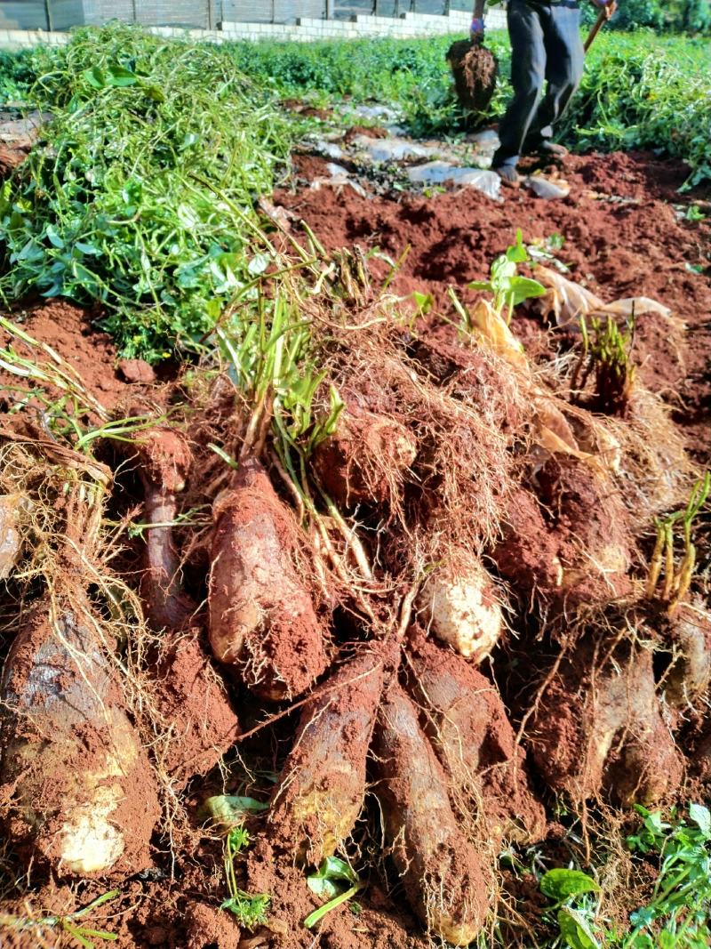 大量开挖文山金秤砣山药，欢迎咨询