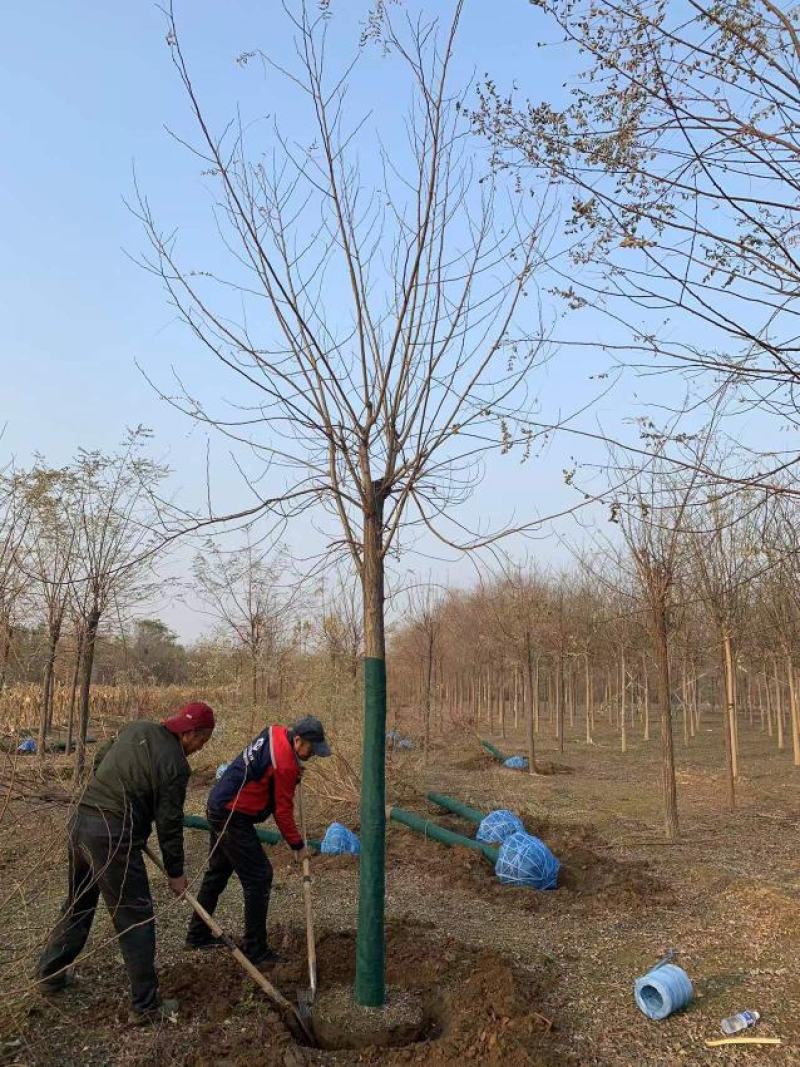 大量销售，6-15公分平头发冠刺槐，树形好，价格实惠