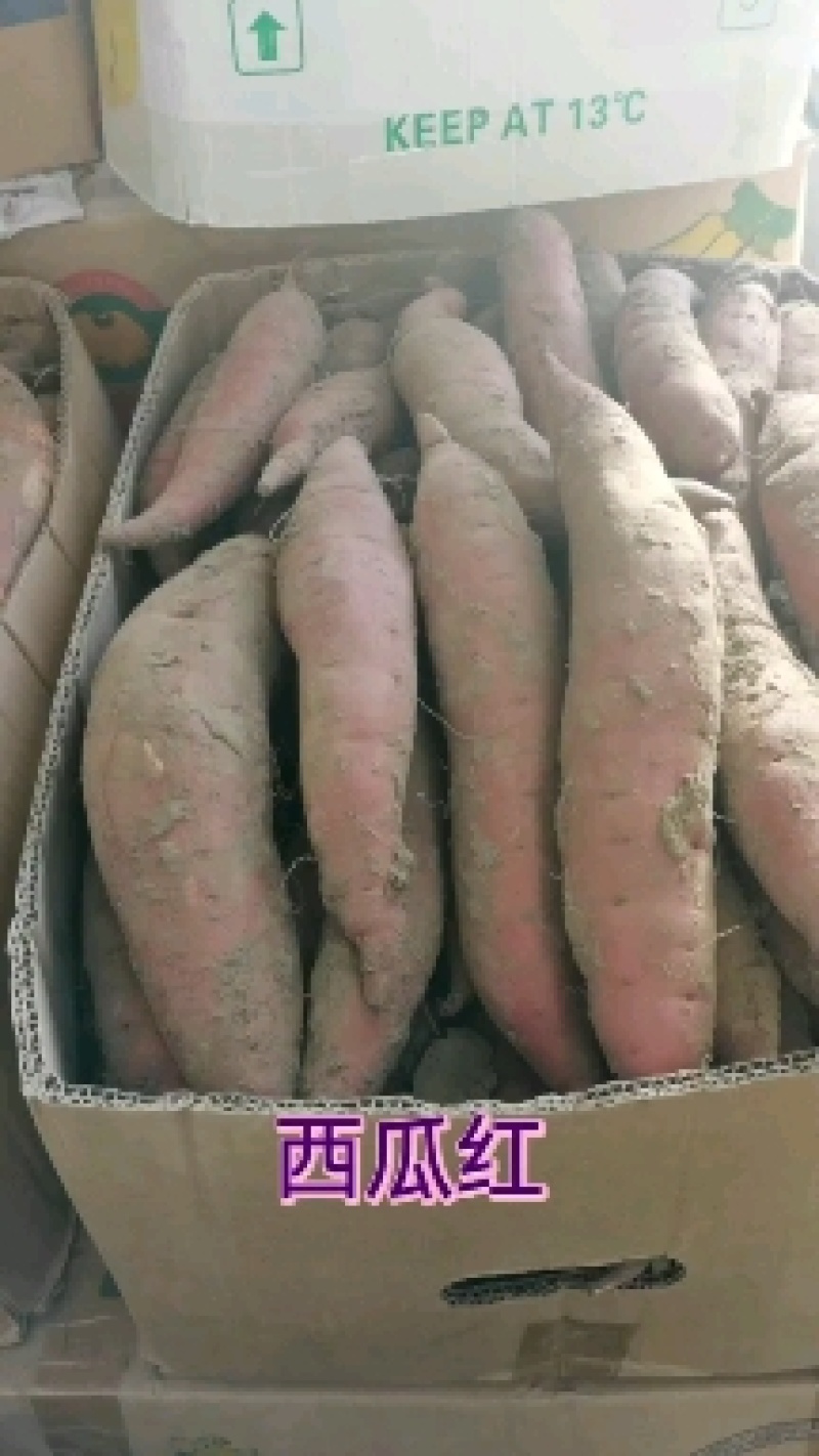 西瓜红，哈密，出售，保甜