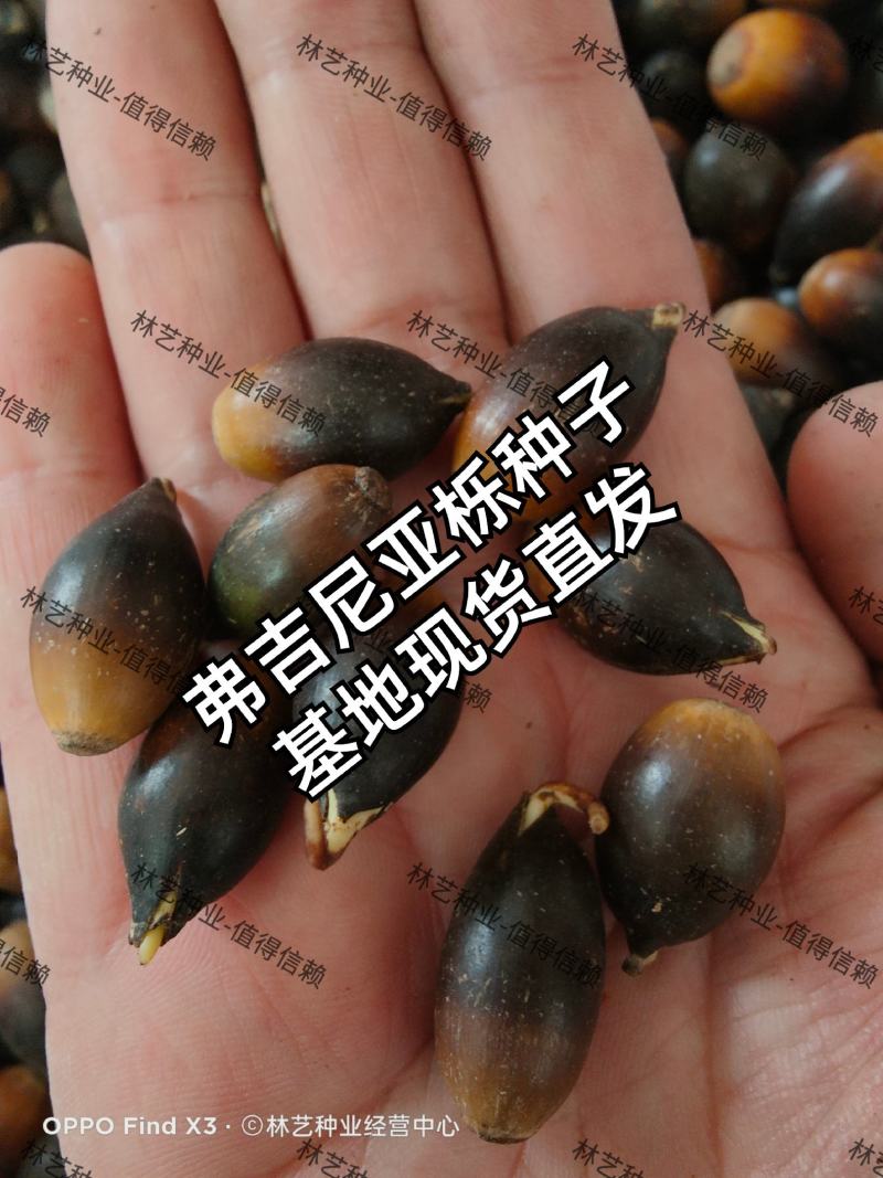弗吉尼亚栎种子弗栎常绿树种新品种彩叶树叶三季绿色
