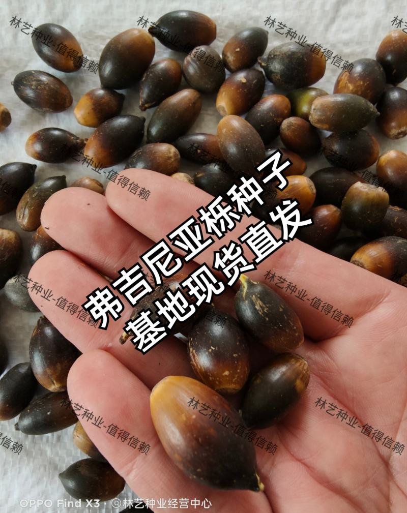 弗吉尼亚栎种子弗栎常绿树种新品种彩叶树叶三季绿色