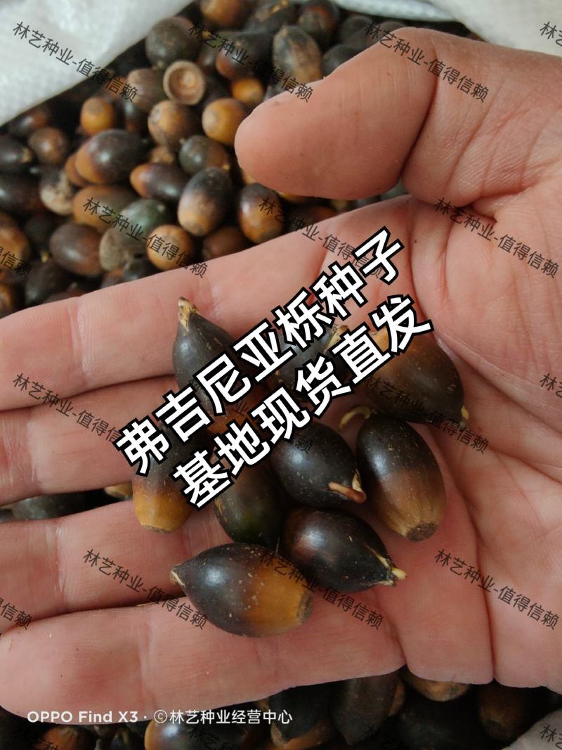弗吉尼亚栎种子弗栎常绿树种新品种彩叶树叶三季绿色