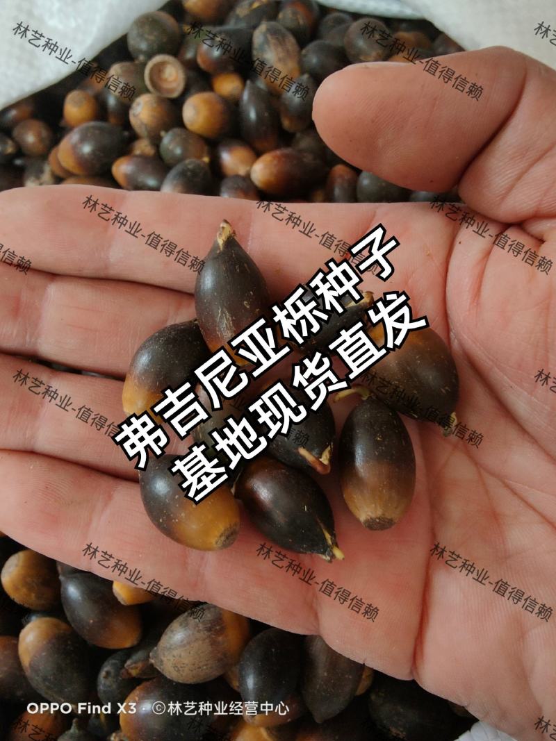 弗吉尼亚栎种子弗栎常绿树种新品种彩叶树叶三季绿色