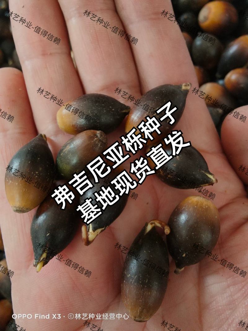弗吉尼亚栎种子弗栎常绿树种新品种彩叶树叶三季绿色