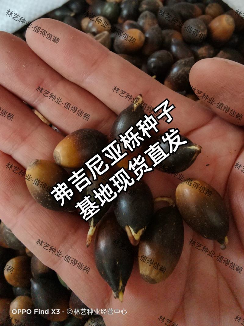 弗吉尼亚栎种子弗栎常绿树种新品种彩叶树叶三季绿色
