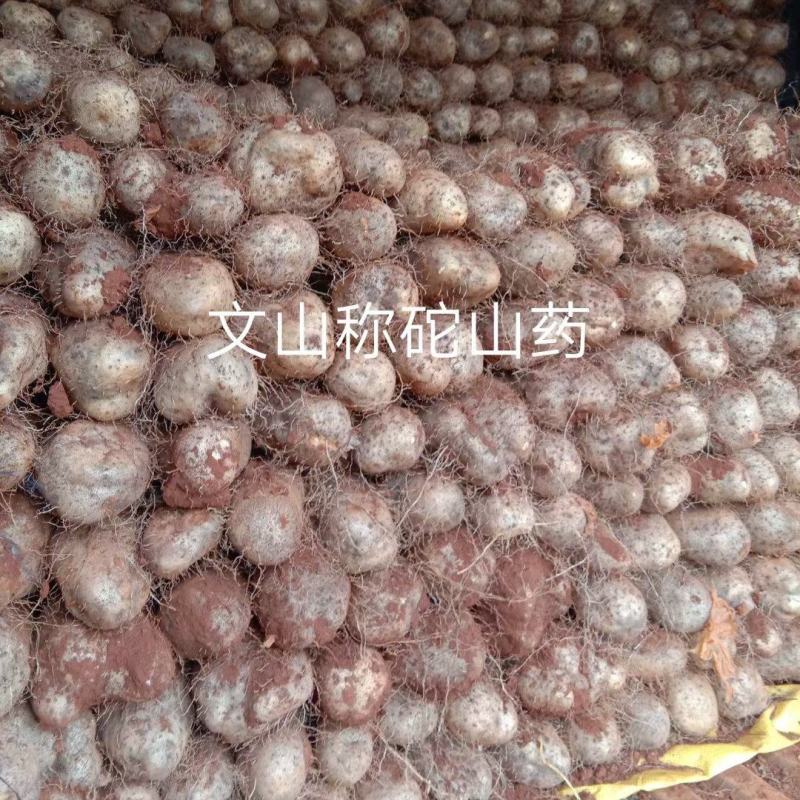 大量开挖文山金秤砣山药，欢迎咨询