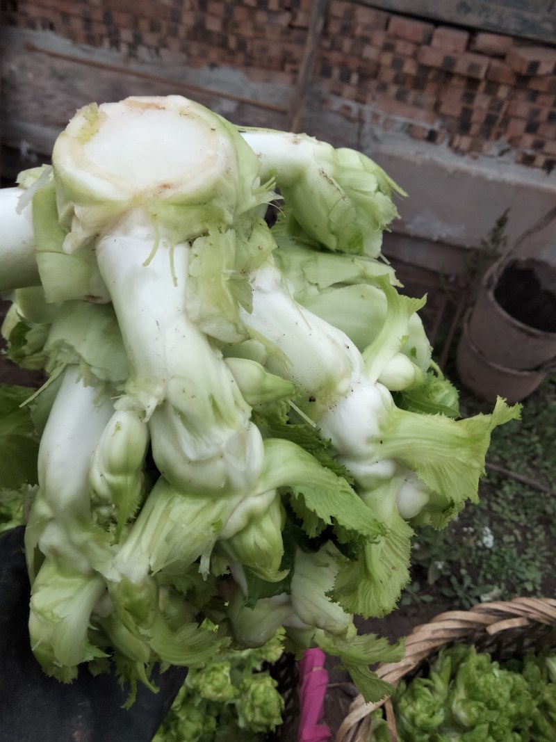 小心子儿菜
