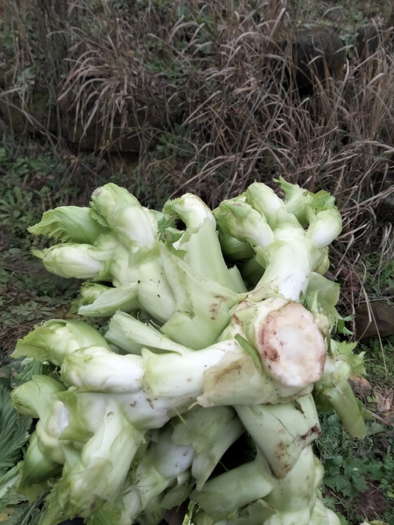 小心子儿菜
