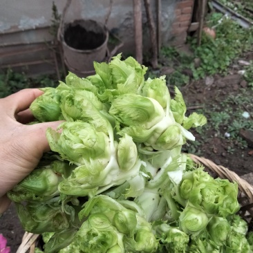 小心子儿菜