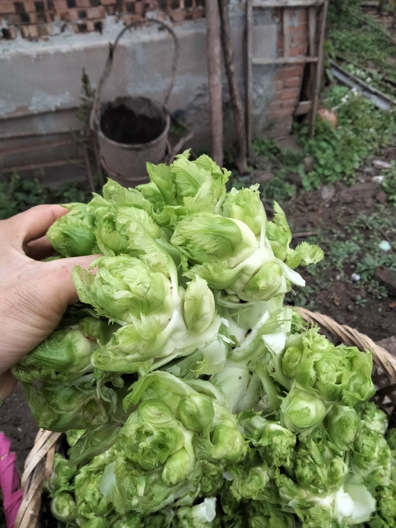 小心子儿菜