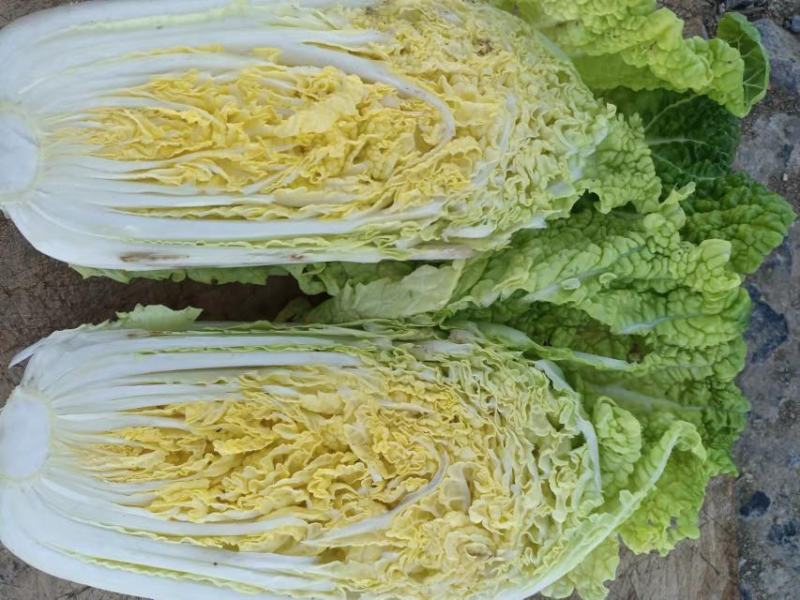 精品娃娃菜