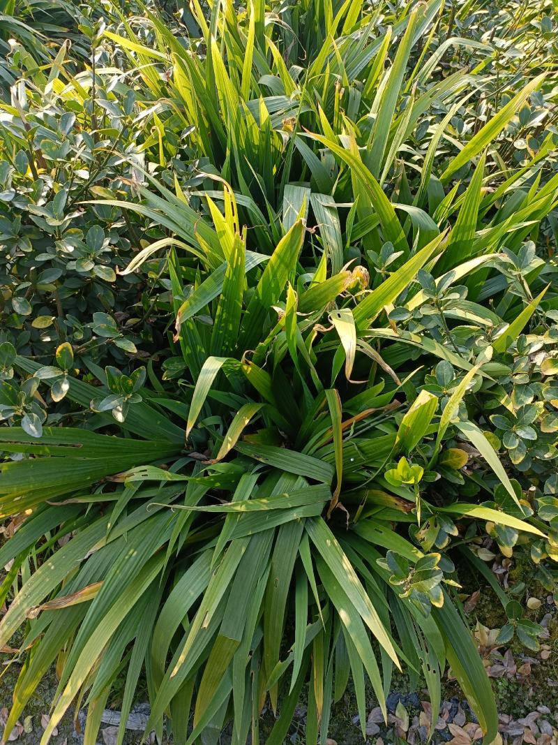 紫花鸢尾基地发货可接工程绿化苗木