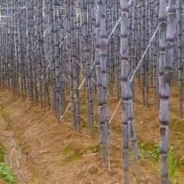 贵州青皮甘蔗，有需要的请联系我，高度两米7到3米