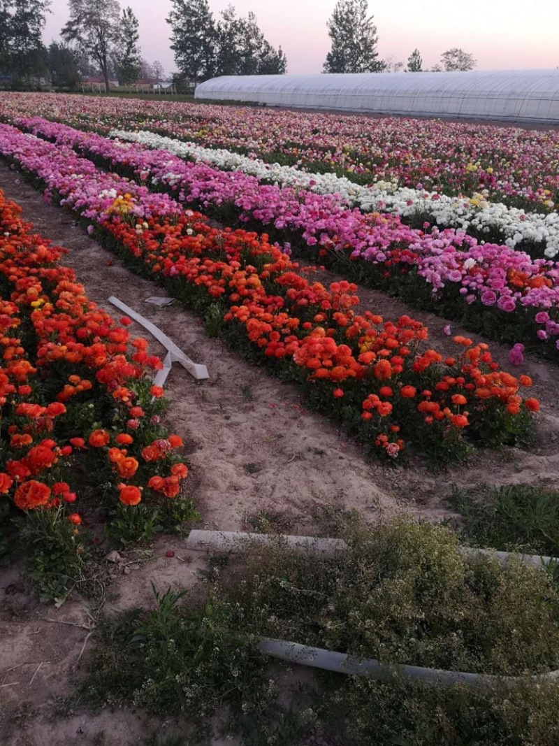 带芽花毛茛重瓣洋牡丹多年生种球耐寒盆栽花卉