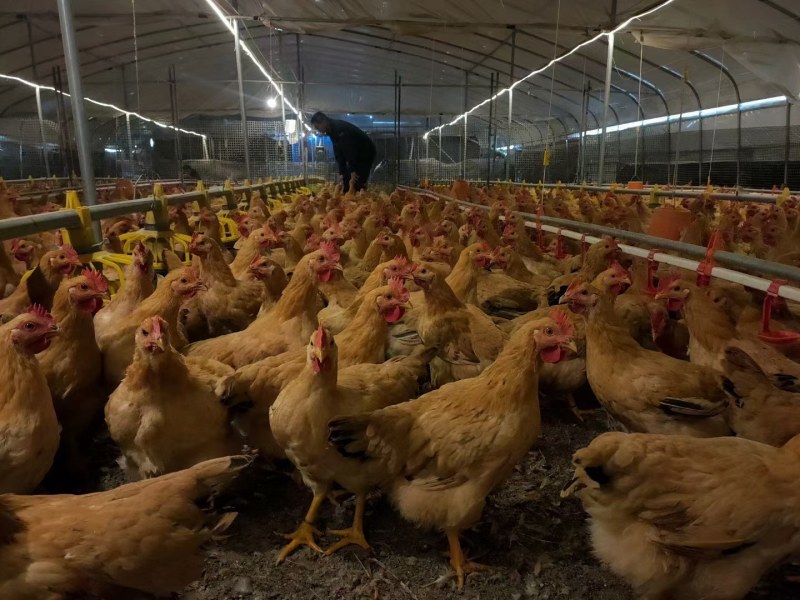 三黄鸡，均重4.5斤左右，南宁上林。健康鸡