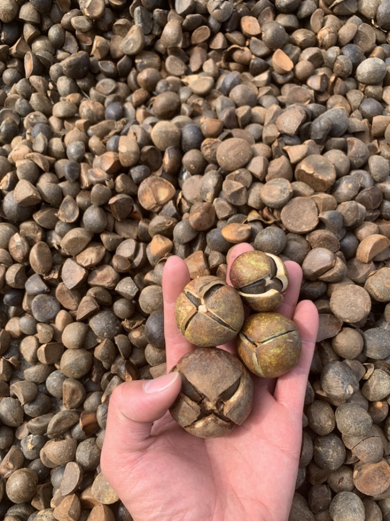 茶籽，头道压榨野生山茶籽！有机山茶油，质量保证