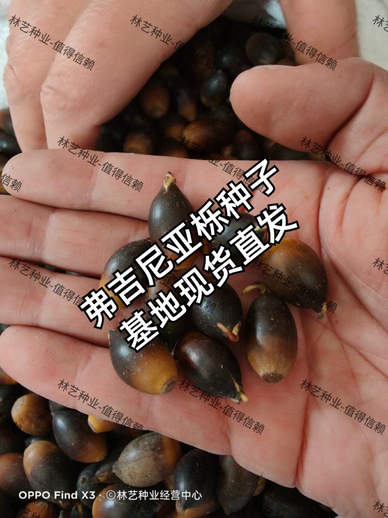 美国红橡树种子栎树柞树白栎籽青冈栎蒙古栎麻栎娜塔栎林木