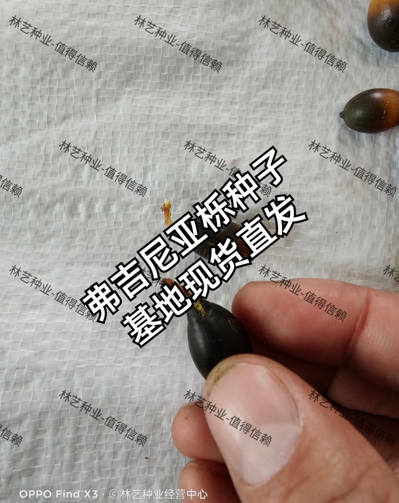 美国红橡树种子栎树柞树白栎籽青冈栎蒙古栎麻栎娜塔栎林木