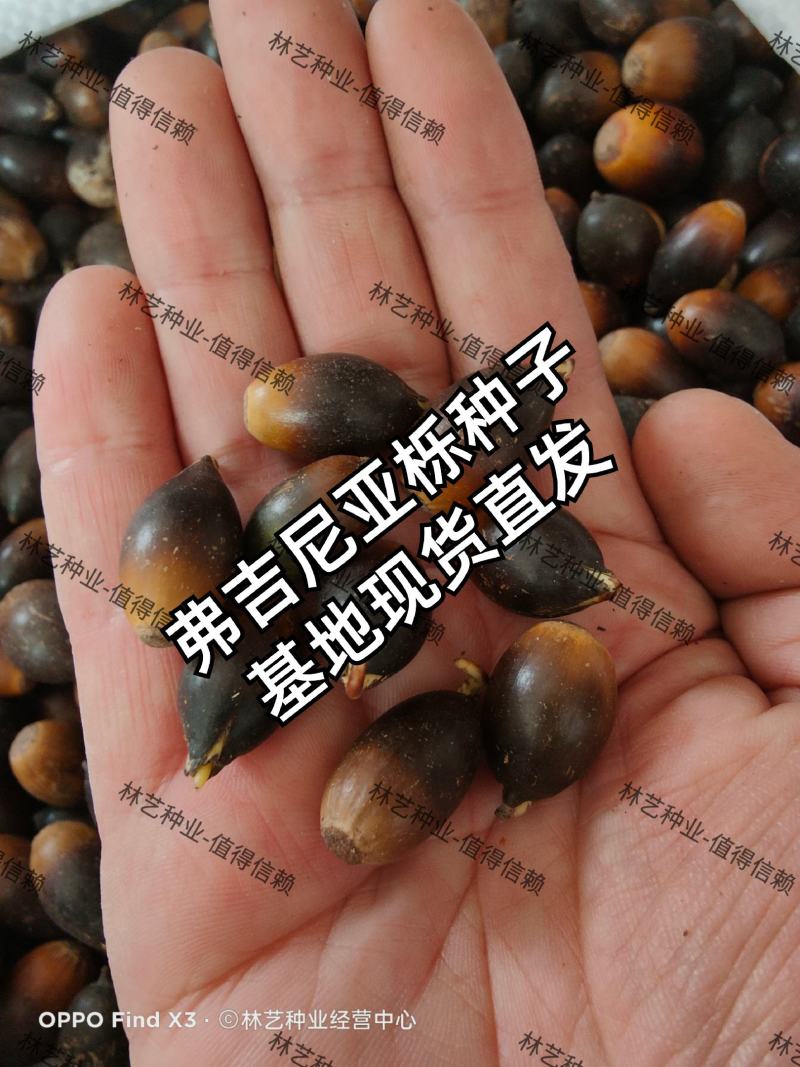 美国红橡树种子栎树柞树白栎籽青冈栎蒙古栎麻栎娜塔栎林木