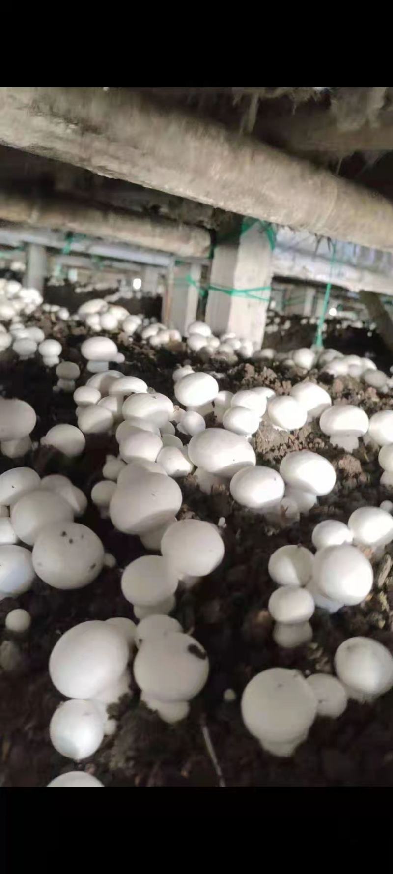双胞菇，天龙双胞菇种植合作社