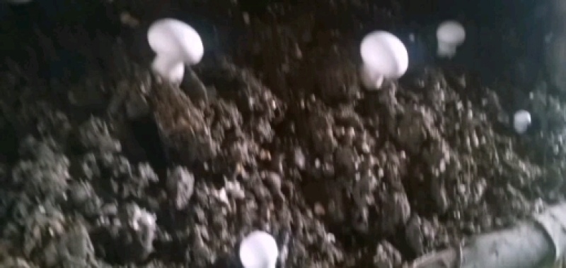 双胞菇，天龙双胞菇种植合作社