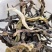 新品冰岛十分甜古树龄500年冰岛普洱生茶，口感香甜，回甘