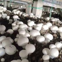 双胞菇，天龙双胞菇种植合作社