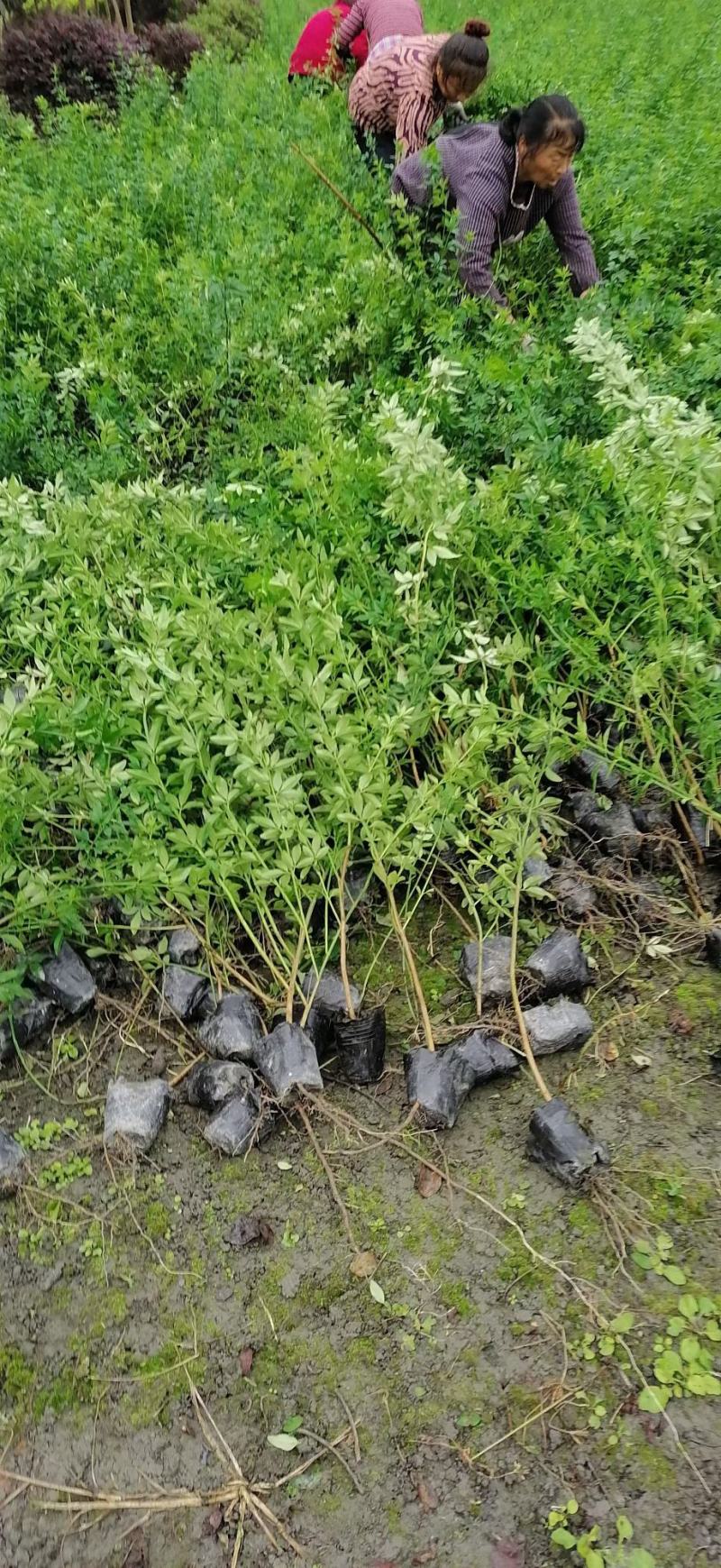 四川成都温江出售大量精品迎春迎春苗迎春花