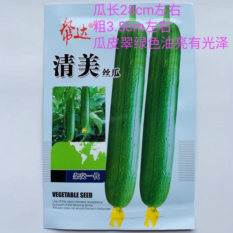 丝瓜种子绿领油绿2号中早熟瓜皮绿色油亮肉厚味浓