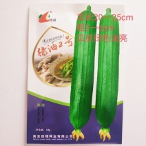 丝瓜种子绿领油绿2号中早熟瓜皮绿色油亮肉厚味浓