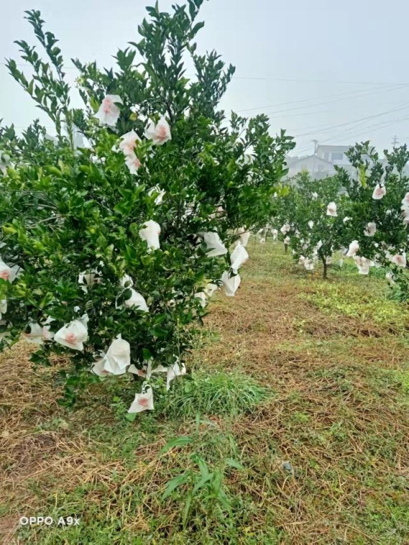 本地优质耙耙口感好果型好柑货源足一手货源欢迎老板提前预订